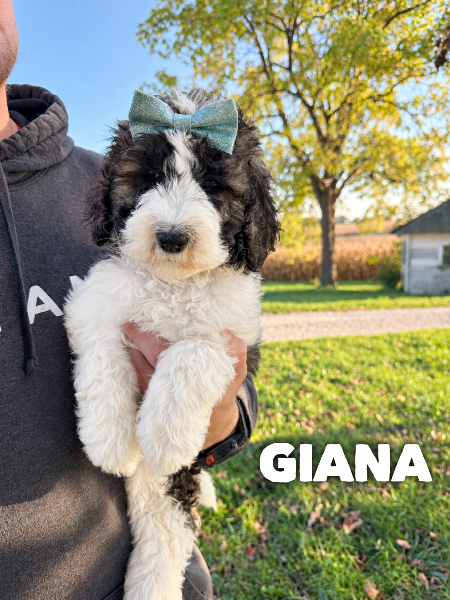 Giana 1